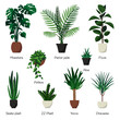 Vector isolated set of various indoor ornamental plants with names.  Common, popular  houseplants : monstera, parlor palm, ficus, rubber plant, pothos, aloe, snake plant, zz plant, yucca, dracaena
