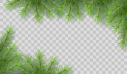 Poster - Pine Tree Branches