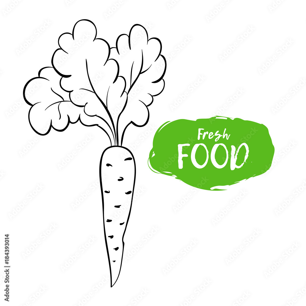 Vector illustration of carrots. Sketch, outline. Coloring on the topic of  vegetables. Fresh food Stock Vector | Adobe Stock, image size:1000x1000