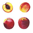 Set of fresh peaches or nectarines isolated on white background. Hand drawn watercolor illustration.
