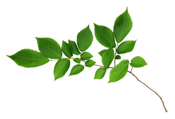 Wall Mural - branch of fresh green elm-tree leaves