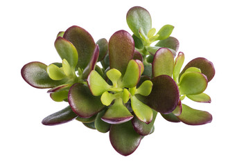 Sticker - Crassula portulacea mini