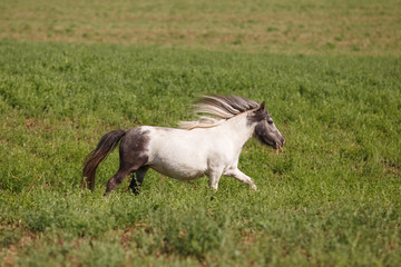 Horses on a green field