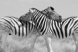 Fototapeta Zebra - Schwarz weiss S/W zwei Zebras symmetrisch angeordnet beim gegenseitigem sozialen Putzen.Where: Etosha-Nationalpark, Namibia.
