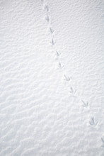 Traces Of A Bird In The Snow