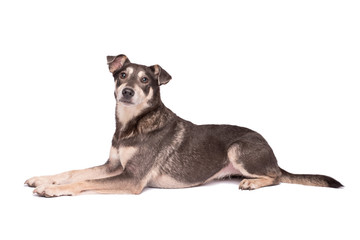 Wall Mural - Portrait photo of an adorable mongrel dog isolated on white