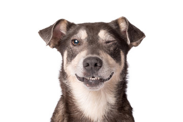 Wall Mural - Portrait photo of an adorable mongrel dog isolated on white