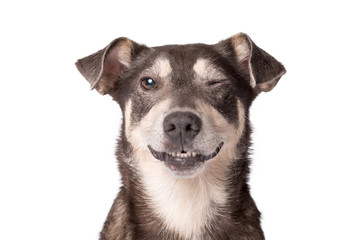 Portrait photo of an adorable mongrel dog isolated on white