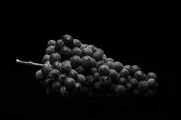 bunch of ripe darck grape with drops of water isolated on black background