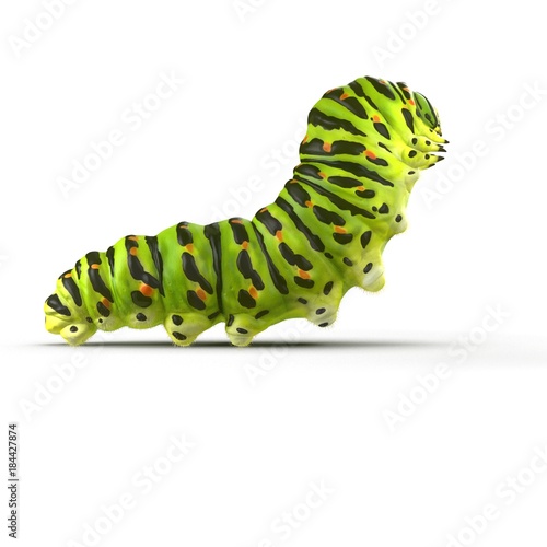 Cuadros en Lienzo Swallowtail caterpillar or Papilio Machaon on a white