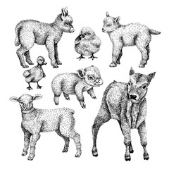 Farm baby animals set. Hand draw line art style illustration. Sketch of cute calf, duck, lamb, goat, chicken, pig, donkey. BLack and white vector image.