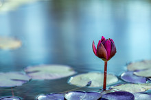 Lily Pad Flower