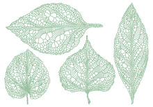 Green Vein Leaves, Vector Set
