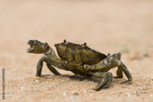 Crabe Vert Carcinus Maenas Stock Photo Adobe Stock Crabe Vert Carcinus Maenas Stock Photo Adobe Stock