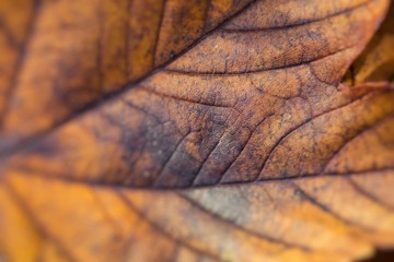 Wall Mural - Extreme closeup macro of an colorful autumn leaf with fine detail. Nature background.