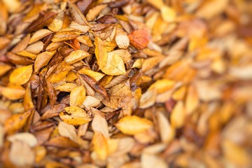 Wall Mural - Macro closeup.Yellow, orange and red autumn leaves in fall park. Nature background.