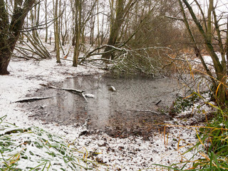 winter forest edge of lake background landscape scene december