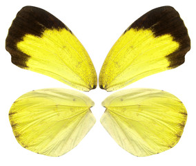 Beautiful butterfly wings in yellow, brown and black close up isolated on white background