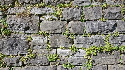 dry stone wall with plants