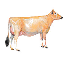 Vector Illustration Of A Watercolor Cow. Cow Isolated On White Background. Jersey Breed Of Cows