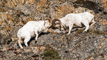 Dall Sheep Rams Fight During The Rut Season