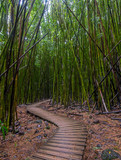 Fototapeta  - Pipiwai Trail winds through the bamboo forest