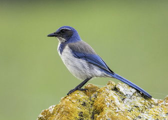 California Scrub Jay