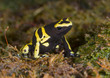 Yellow-banded poison dart frog or bumblebee poison frog (Dendrobates leucomelas), captive