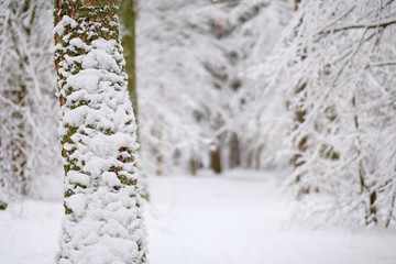 A beautiful view to the hibernal forest.