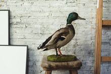 Side View Of Mallard Duck Figure