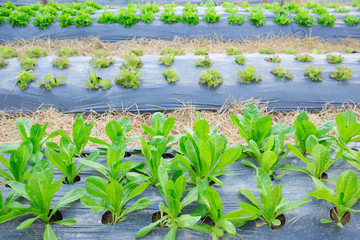 Wall Mural - organic farm fresh green salad vegetable healthy