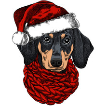 Vector Illustration Of A Dachshund Dog For A Christmas Card. Dachshund With A Red Knitted Warm Scarf And A Santa Hat. Merry Christmas In The Year Of The Dog. New Year's Eve 2018