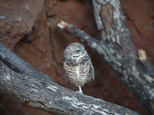 One-eyed One-Legged Owl