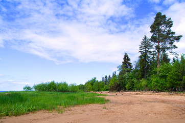 forest on the border of sandy beach