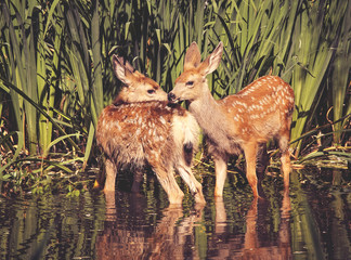 twin fawns nuzzling each other in a pond surrounded by reeds at a local wildlife sanctuary park