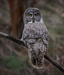 a great gray owl hunting in a ravine