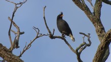 Black Myna Bird Hang On Branch Tree