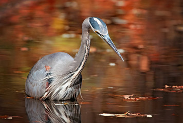 Beautiful photo of a great blue heron