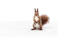 Little Red Squirrel Standing On Snowy Ground With Fallen Leaves And Searching For Food