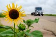 Sunflower on the road and moving blur of a truck. Transportation freight concept. 