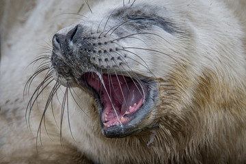 Poster - Very close photograph of a grey seal pup yawning with its mouth open and showing its teeth