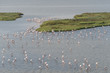 fenicotteri sul delta del Po