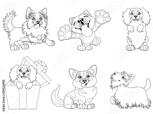 The Set Cute Puppy Dogs Of A Border Collie Cocker Spaniel