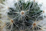 Fototapeta Dmuchawce - close up of cactus spikey