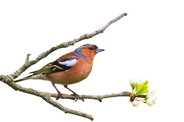 early bird sits on a branch isolated on white