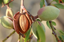 Almonds On A Tree 
