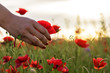 hand poppies field