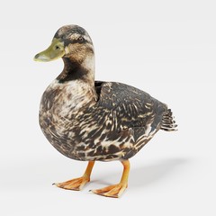 Wall Mural - Realistic 3D Render of Duck