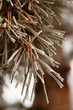 Frozen Pine Needles