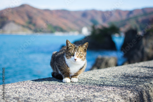 防波堤 海 かわいい猫 紅葉 Adobe Stock でこのストック画像を